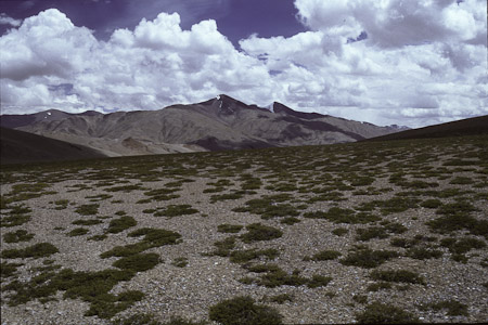 Norbo 1995 Nomadencamp, Caragana- Veg