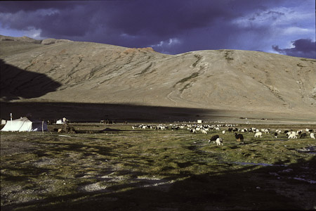 Norbo 1995 Heimkehr der Ziegen und Schafe