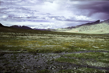 Norbo, Caragana Veg., 1995