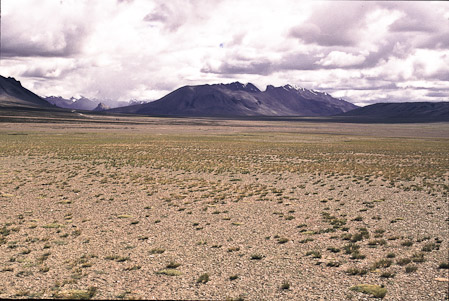 Südl. More Plain, Wüstensteppe, 1995